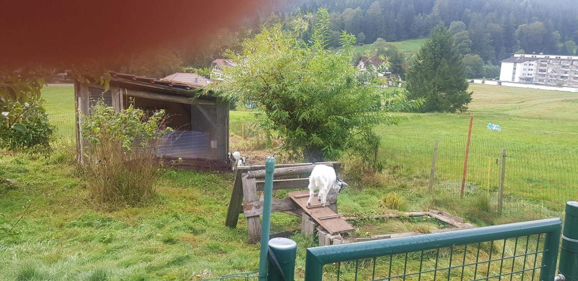 Ferienhof Ziegler- Sonnenschein Baiersbronn Extérieur photo